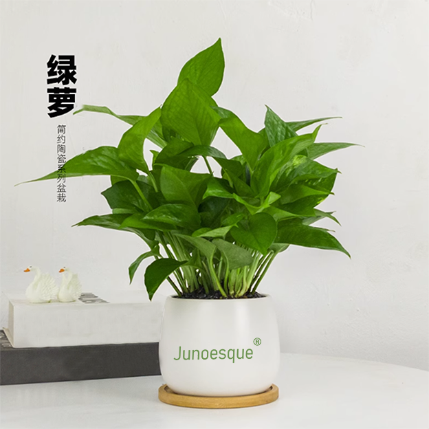 junoesque绿植